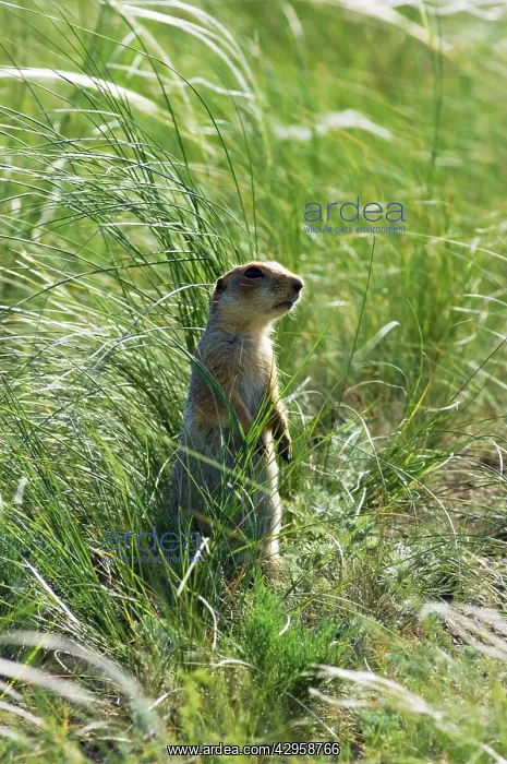 : Red-cheeked Souslik - adult near a burrow in steppe : Red-cheeked Souslik - adult near a burrow in steppe