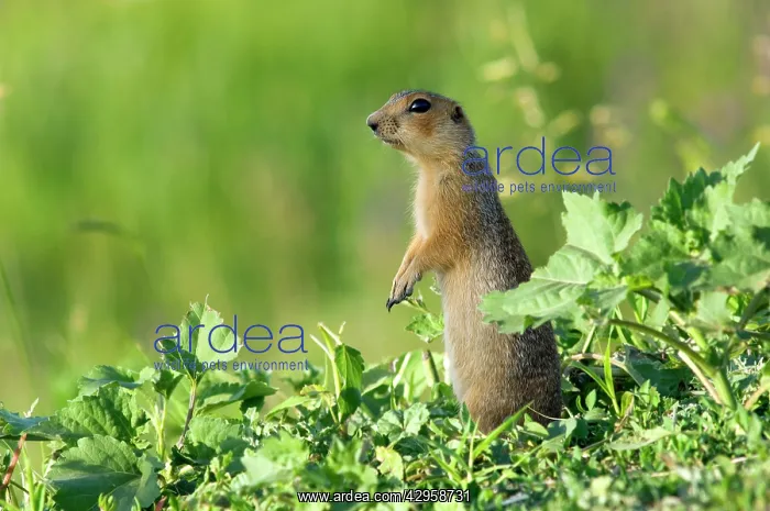 : Red-cheeked Souslik - adult - observes surroundings : Red-cheeked Souslik - adult - observes surroundings