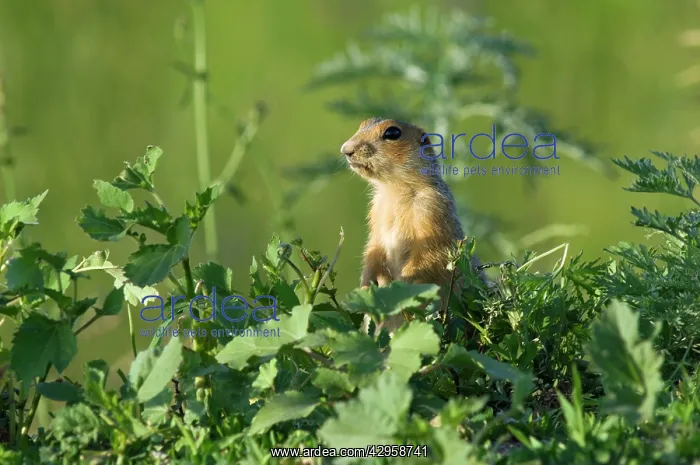 : Red-cheeked Souslik - adult - observes surroundings : Red-cheeked Souslik - adult - observes surroundings