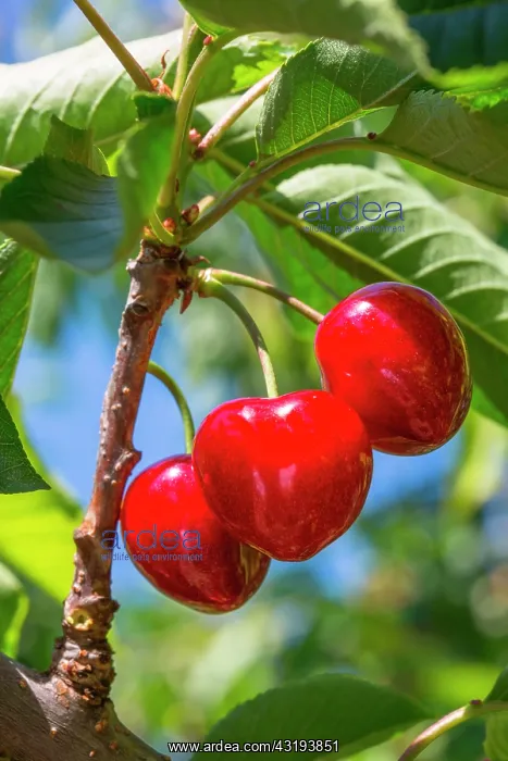 : Red cherries on the tree in the Vegetable Garden : Red cherries on the tree in the Vegetable Garden