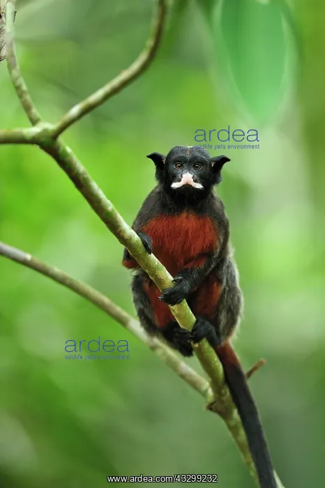  : Red-chested Mustached Tamarin  /  Red-bellied Tamarin