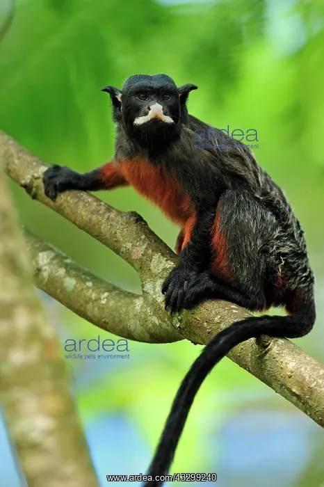 : Red-chested Mustached Tamarin / Red-bellied Tamarin : Red-chested Mustached Tamarin / Red-bellied Tamarin