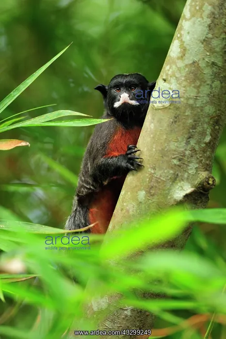 : Red-chested Mustached Tamarin / Red-bellied Tamarin : Red-chested Mustached Tamarin / Red-bellied Tamarin