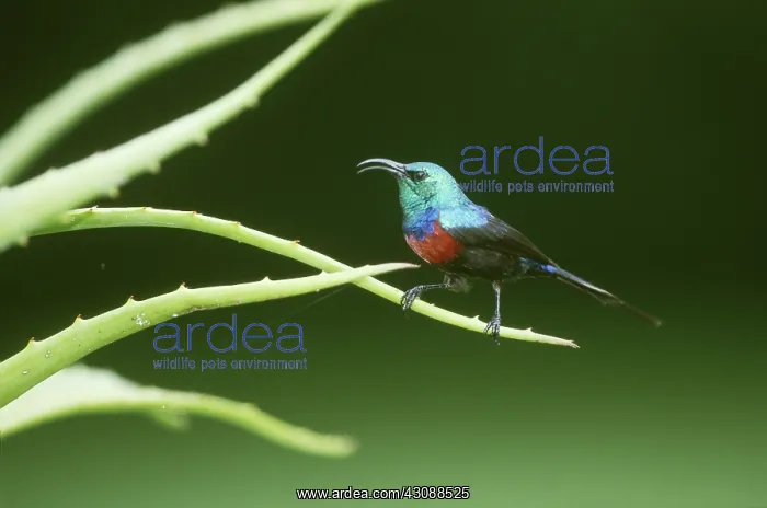 : Red-chested Sunbird on Aloe leaf : Red-chested Sunbird on Aloe leaf