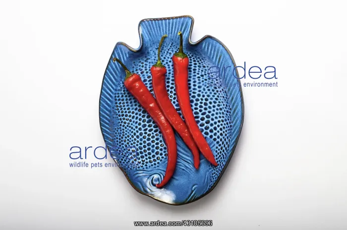 : Red Chili Pepper : Red Chili Pepper