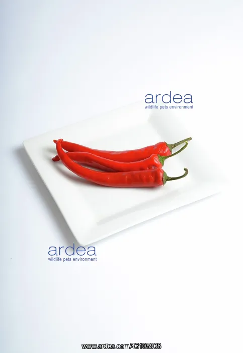 : Red Chili Pepper : Red Chili Pepper