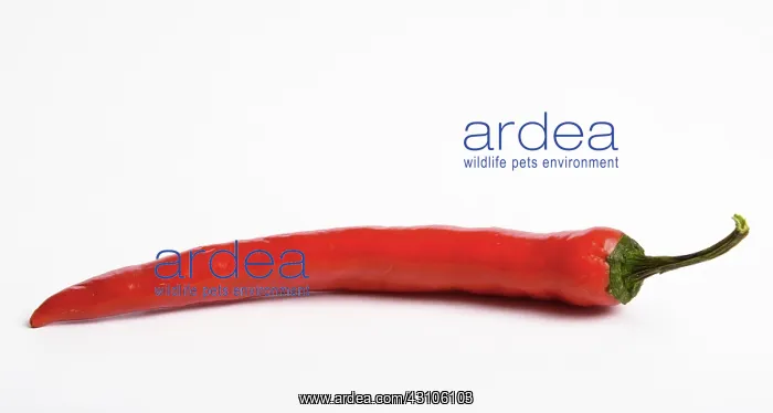 : Red Chili Pepper : Red Chili Pepper