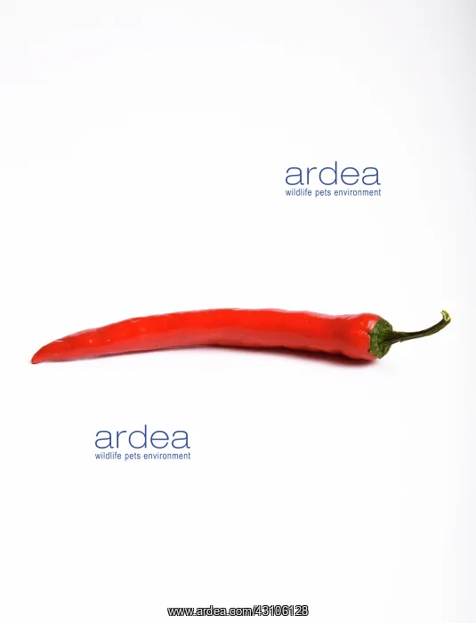 : Red Chili Pepper : Red Chili Pepper