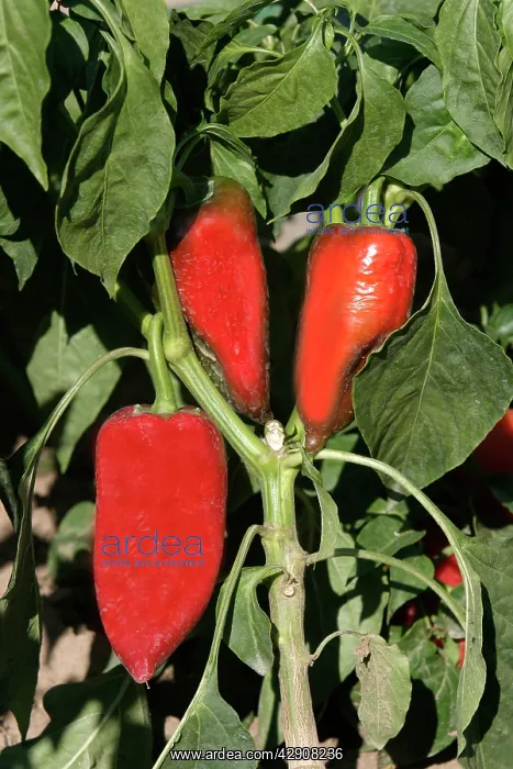 : Red Chilli Pepper / Pimento : Red Chilli Pepper / Pimento