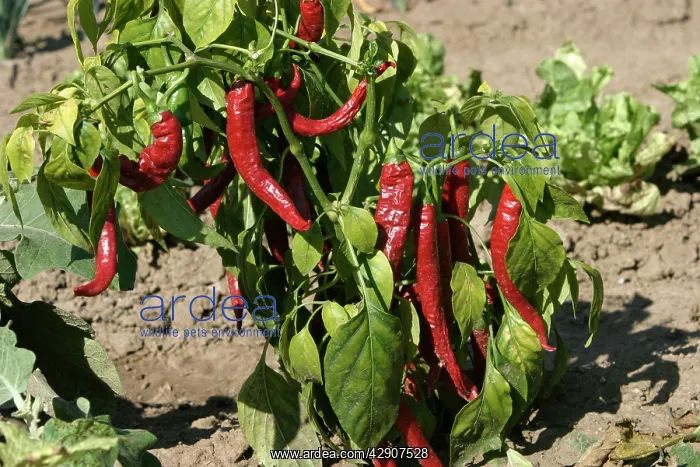 : Red Chilli Pepper / Pimento - plant with fruit : Red Chilli Pepper / Pimento - plant with fruit