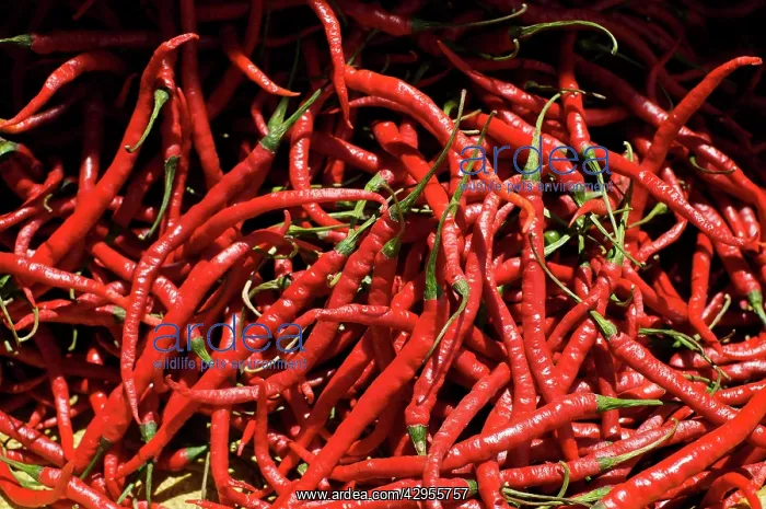 : Red chilli - Tomohon Market : Red chilli - Tomohon Market