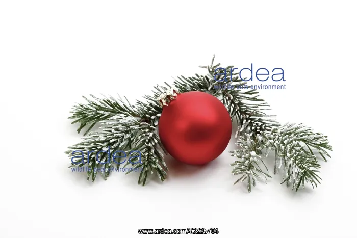 : Red Christmas ball on fir branch with snow : Red Christmas ball on fir branch with snow