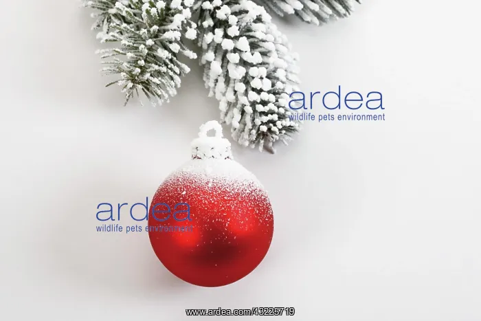 : Red Christmas balls and fir branch with snow : Red Christmas balls and fir branch with snow