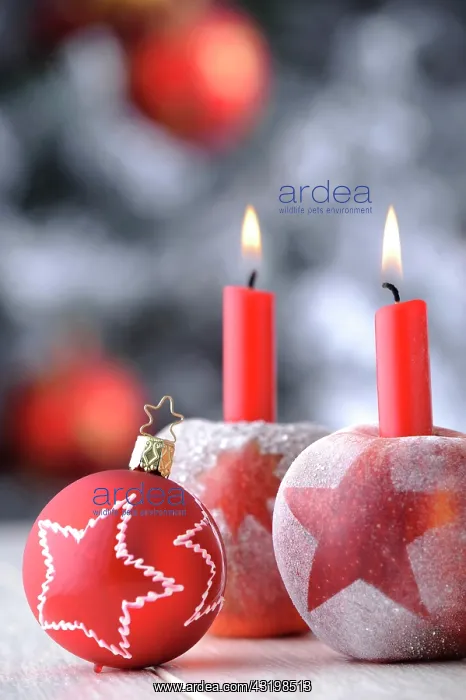 : Red Christmas bauble with apples and candles in : Red Christmas bauble with apples and candles in