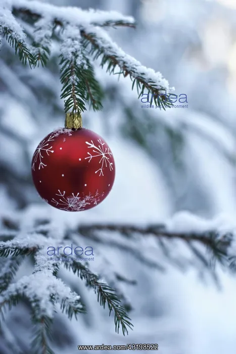 : Red Christmas bauble hanging on a snow-covered fir : Red Christmas bauble hanging on a snow-covered fir