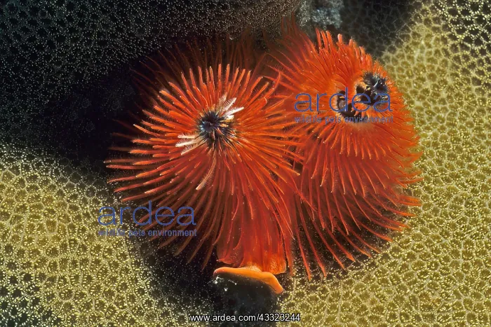 : Red christmas tree worm (Spirobranchus giganteus) : Red christmas tree worm (Spirobranchus giganteus)