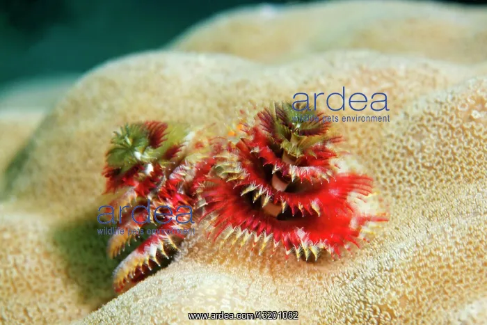 : Red Christmas Tree Worms (Spirobranchus giganteus) : Red Christmas Tree Worms (Spirobranchus giganteus)
