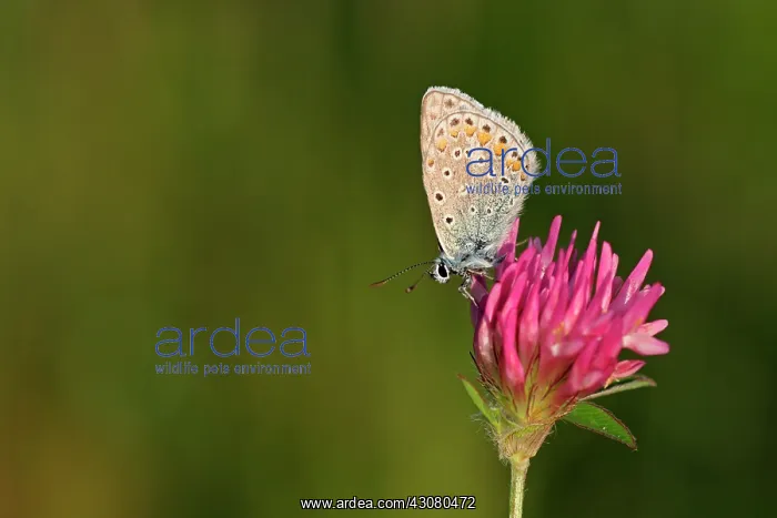 : Red Clover : Red Clover