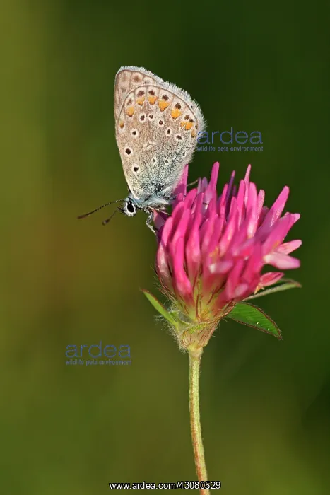 : Red Clover : Red Clover