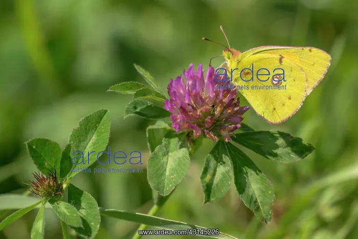 : Red Clover : Red Clover