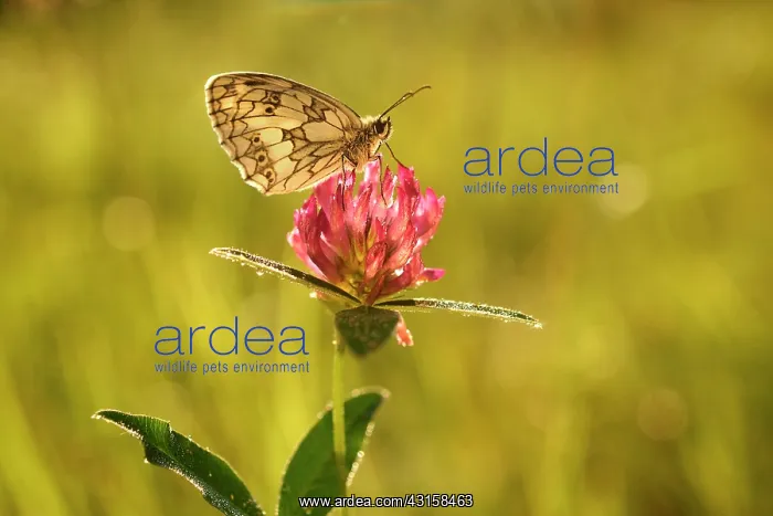 : Red Clover : Red Clover