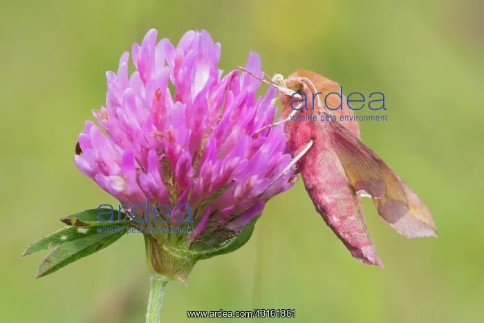 : Red Clover : Red Clover