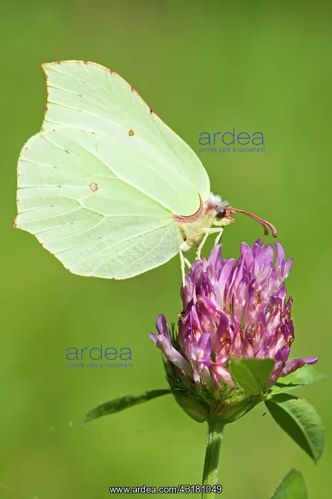 : Red Clover : Red Clover