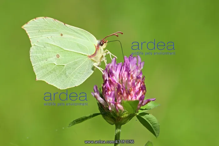  : Red Clover