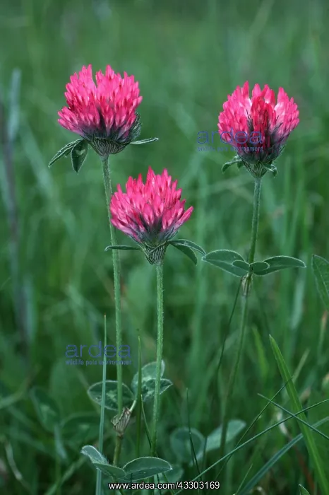 : RED CLOVER : RED CLOVER