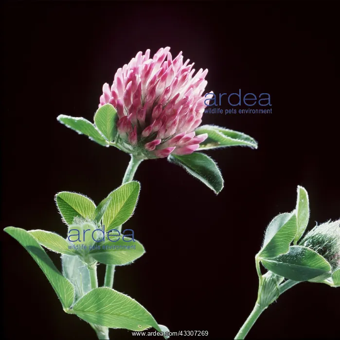 : RED CLOVER : RED CLOVER