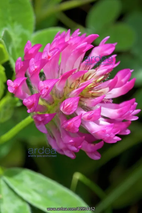 : Red Clover - close up of flower growing in a meadow : Red Clover - close up of flower growing in a meadow