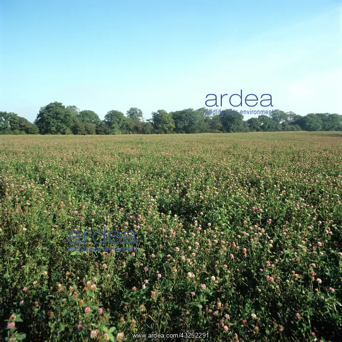 : Red Clover (Trifolium pratense) : Red Clover (Trifolium pratense)