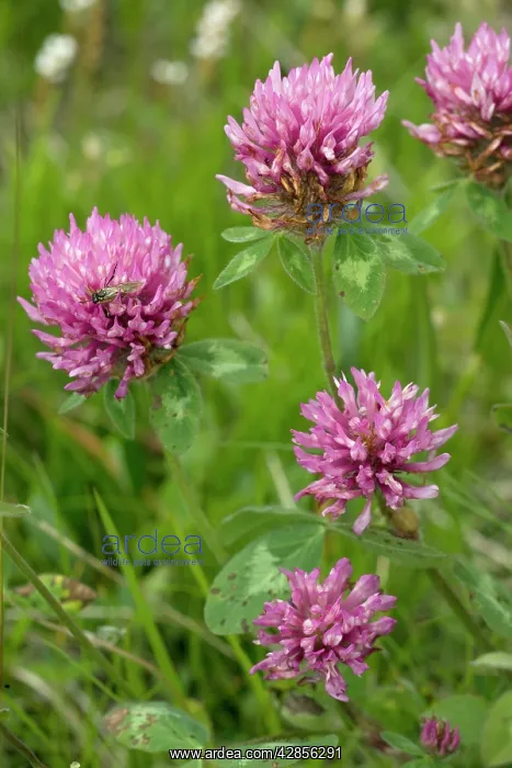 : Red clover - wild plant and fodder plant : Red clover - wild plant and fodder plant