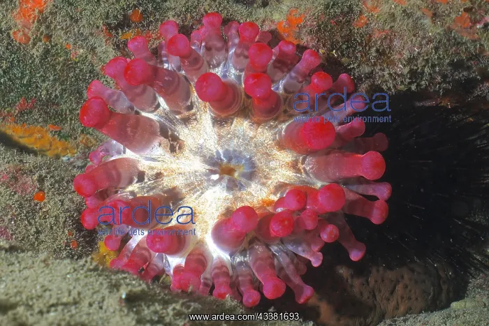 : Red club-tipped anemone (Telmatactis cricoides) : Red club-tipped anemone (Telmatactis cricoides)