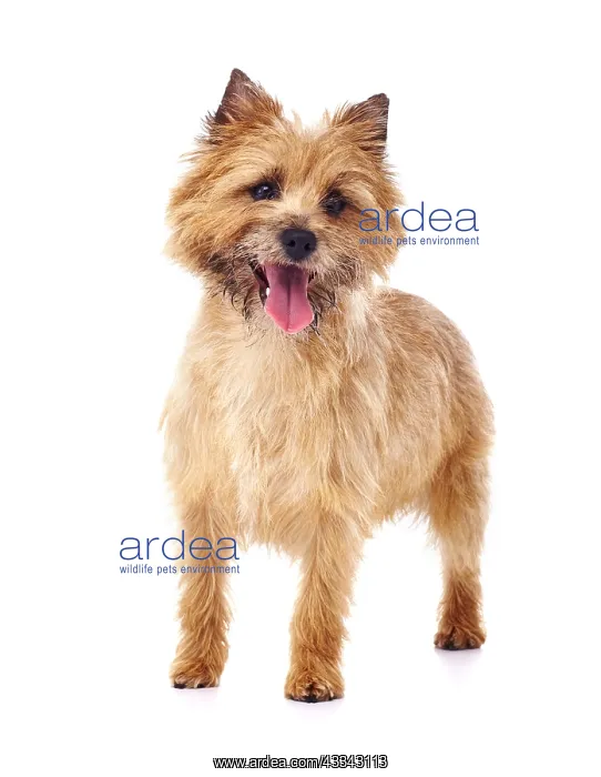  : Red coated Cairn Terrier