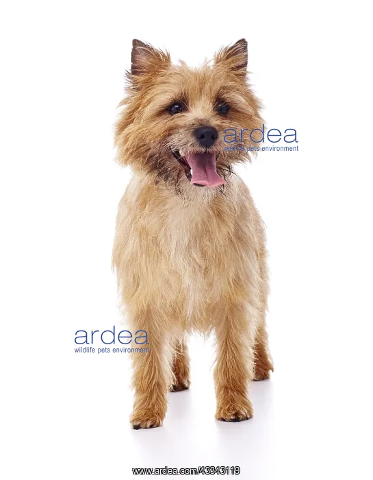  : Red coated Cairn Terrier