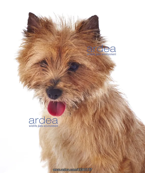 : Red coated Cairn Terrier, head and shoulders : Red coated Cairn Terrier, head and shoulders