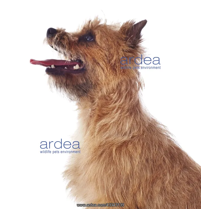 : Red coated Cairn Terrier, head and shoulders, side : Red coated Cairn Terrier, head and shoulders, side