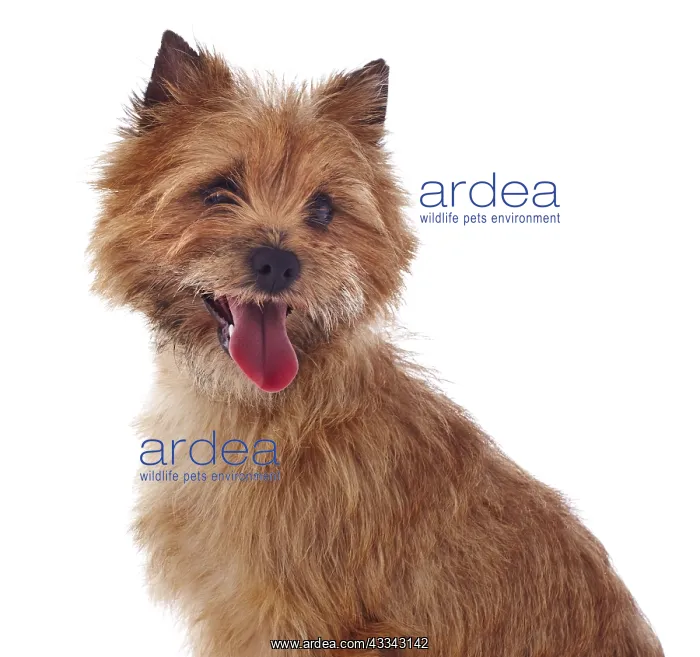: Red coated Cairn Terrier, head and shoulders : Red coated Cairn Terrier, head and shoulders