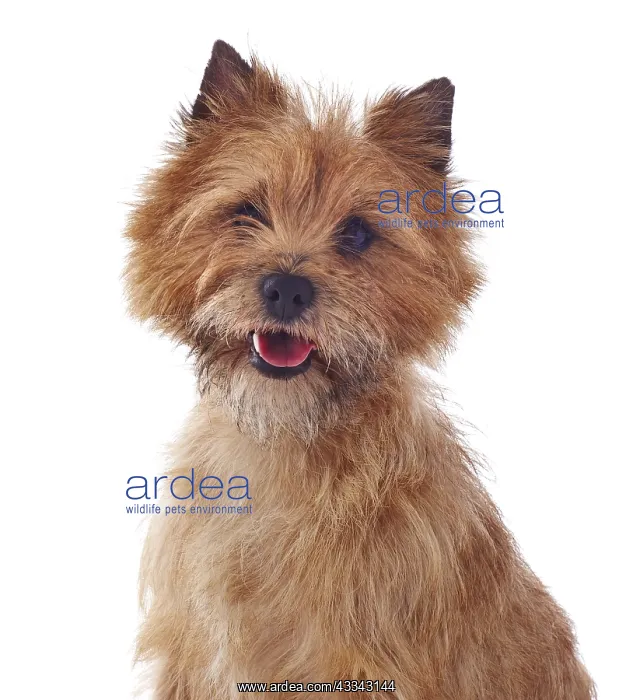 : Red coated Cairn Terrier, head and shoulders : Red coated Cairn Terrier, head and shoulders