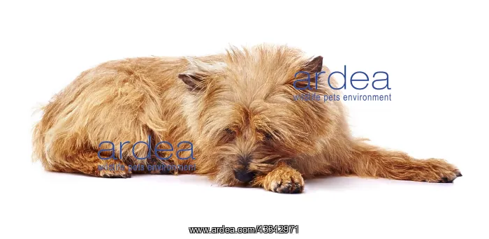  : Red coated Cairn Terrier lying down