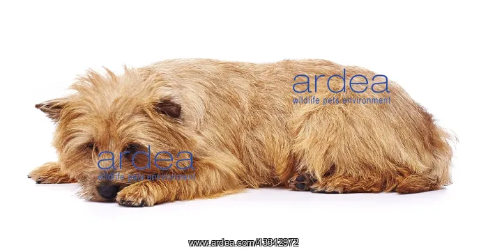 : Red coated Cairn Terrier lying down : Red coated Cairn Terrier lying down