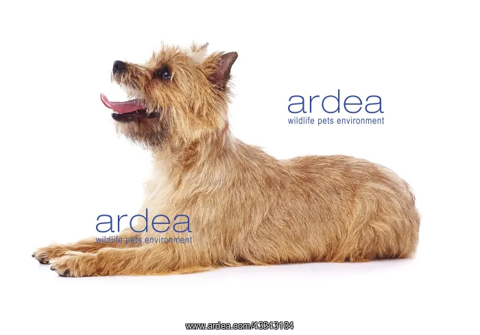 : Red coated Cairn Terrier lying down : Red coated Cairn Terrier lying down