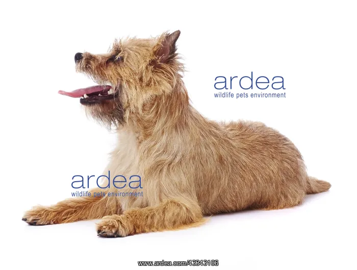  : Red coated Cairn Terrier lying down