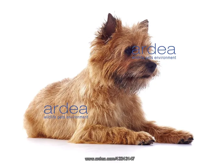 : Red coated Cairn Terrier lying down : Red coated Cairn Terrier lying down