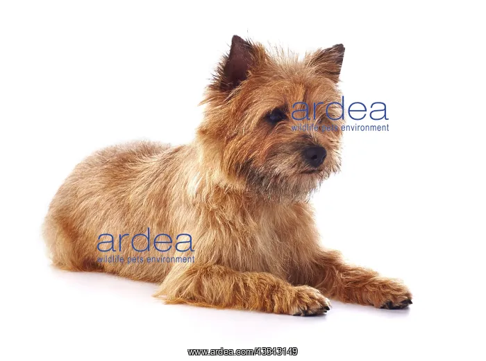 : Red coated Cairn Terrier lying down : Red coated Cairn Terrier lying down