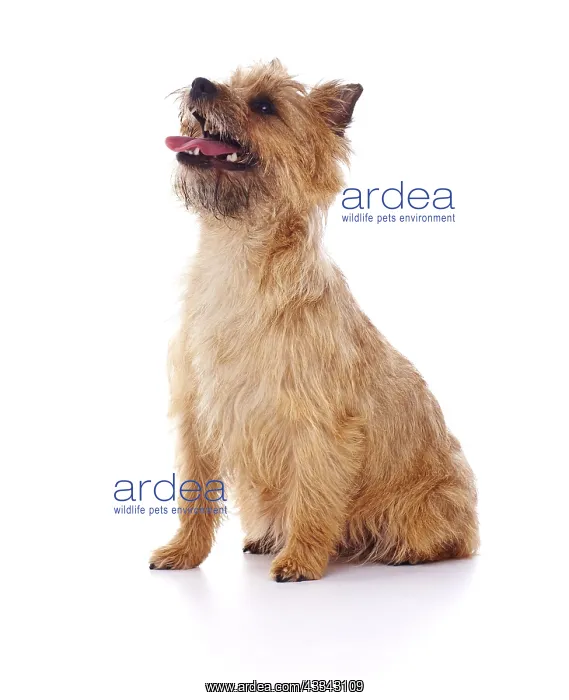 : Red coated Cairn Terrier sitting and looking up : Red coated Cairn Terrier sitting and looking up