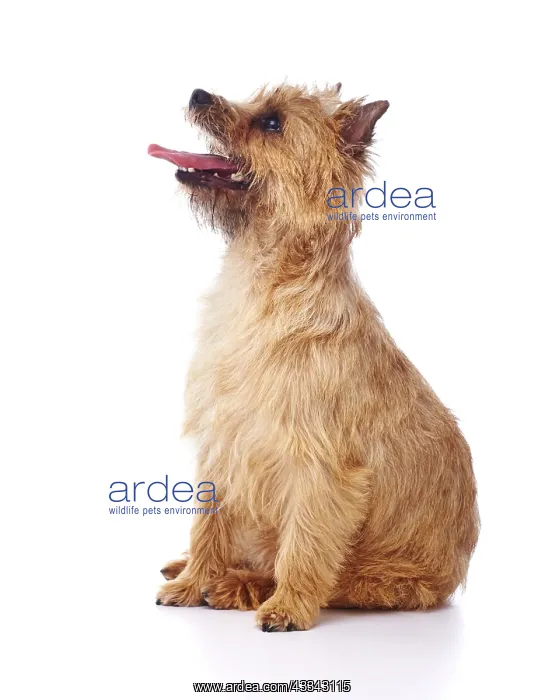 : Red coated Cairn Terrier sitting and looking up : Red coated Cairn Terrier sitting and looking up