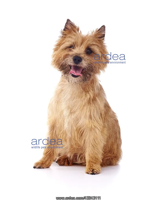 : Red coated Cairn Terrier sitting and looking forwards : Red coated Cairn Terrier sitting and looking forwards