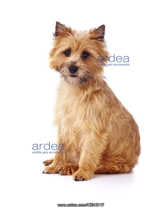 : Red coated Cairn Terrier sitting and looking forwards : Red coated Cairn Terrier sitting and looking forwards